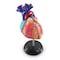 Learning Resources Heart Anatomy Model 3334 - alternate 1